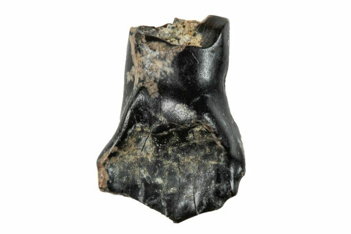 Fossil Nodosaur Tooth - Judith River Formation #260319